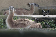 Dohlen zupfen Winterfell von den Lamas im Bioparco Rom als Nistmaterial für ihre Nester