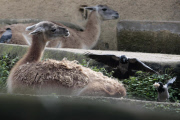 Dohlen zupfen Winterfell von den Lamas im Bioparco Rom als Nistmaterial für ihre Nester