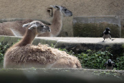 Dohlen zupfen Winterfell von den Lamas im Bioparco Rom als Nistmaterial für ihre Nester