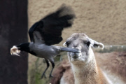 Dohlen zupfen Winterfell von den Lamas im Bioparco Rom als Nistmaterial für ihre Nester