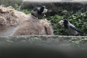 Dohlen zupfen Winterfell von den Lamas im Bioparco Rom als Nistmaterial für ihre Nester
