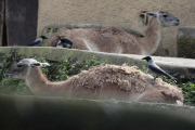 Dohlen zupfen Winterfell von den Lamas im Bioparco Rom als Nistmaterial für ihre Nester
