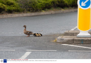 Mother duck and ducklings crossing a busy road, Hunstanton, Norfolk, Britain - 26 Mar 2014