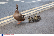 Mother duck and ducklings crossing a busy road, Hunstanton, Norfolk, Britain - 26 Mar 2014