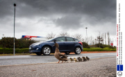 Mother duck and ducklings crossing a busy road, Hunstanton, Norfolk, Britain - 26 Mar 2014