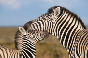 Mother's Day wildlife
