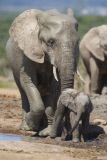 Mother's Day wildlife