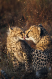Mother's Day wildlife