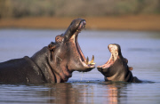 Mother's Day wildlife
