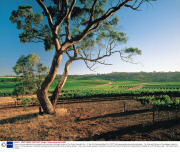 A luxury launches website and tour operator are launching a full-length version of The 'Royal' Australian Tour - 01 Apr 2014
