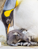Königspinguine im Sea Life Melbourne Aquarium
