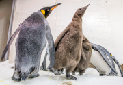 Königspinguine im Sea Life Melbourne Aquarium