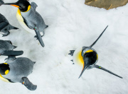 Königspinguine im Sea Life Melbourne Aquarium
