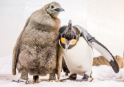 Königspinguine im Sea Life Melbourne Aquarium