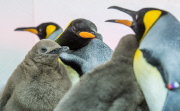 Königspinguine im Sea Life Melbourne Aquarium