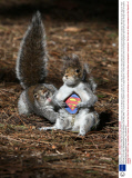 Squirrel reacts to a taxidermy 'Wild Grey Super Squirrel' purchased on Ebay in the Botanic gardens, Dublin, Eire - 02 Apr 2014