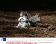 Squirrel reacts to a taxidermy 'Wild Grey Super Squirrel' purchased on Ebay in the Botanic gardens, Dublin, Eire - 02 Apr 2014