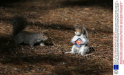 Squirrel reacts to a taxidermy 'Wild Grey Super Squirrel' purchased on Ebay in the Botanic gardens, Dublin, Eire - 02 Apr 2014