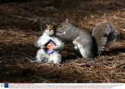 Squirrel reacts to a taxidermy 'Wild Grey Super Squirrel' purchased on Ebay in the Botanic gardens, Dublin, Eire - 02 Apr 2014