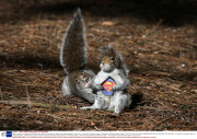 Squirrel reacts to a taxidermy 'Wild Grey Super Squirrel' purchased on Ebay in the Botanic gardens, Dublin, Eire - 02 Apr 2014