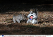 Squirrel reacts to a taxidermy 'Wild Grey Super Squirrel' purchased on Ebay in the Botanic gardens, Dublin, Eire - 02 Apr 2014