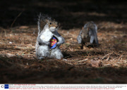 Squirrel reacts to a taxidermy 'Wild Grey Super Squirrel' purchased on Ebay in the Botanic gardens, Dublin, Eire - 02 Apr 2014