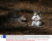 Squirrel reacts to a taxidermy 'Wild Grey Super Squirrel' purchased on Ebay in the Botanic gardens, Dublin, Eire - 02 Apr 2014