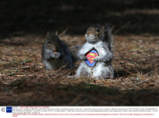 Squirrel reacts to a taxidermy 'Wild Grey Super Squirrel' purchased on Ebay in the Botanic gardens, Dublin, Eire - 02 Apr 2014