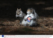 Squirrel reacts to a taxidermy 'Wild Grey Super Squirrel' purchased on Ebay in the Botanic gardens, Dublin, Eire - 02 Apr 2014