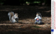 Squirrel reacts to a taxidermy 'Wild Grey Super Squirrel' purchased on Ebay in the Botanic gardens, Dublin, Eire - 02 Apr 2014