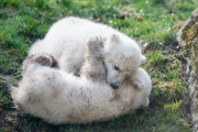 Eisbärzwillinge im Tierpark Hellabrunn