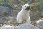 Eisbärzwillinge im Tierpark Hellabrunn