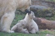 Eisbärzwillinge im Tierpark Hellabrunn