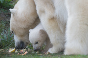 Eisbärzwillinge im Tierpark Hellabrunn