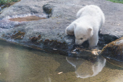 Eisbärzwillinge im Tierpark Hellabrunn