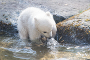 Eisbärzwillinge im Tierpark Hellabrunn