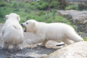 Eisbärzwillinge im Tierpark Hellabrunn