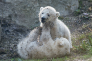 Eisbärzwillinge im Tierpark Hellabrunn