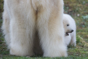 Eisbärzwillinge im Tierpark Hellabrunn