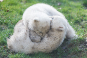 Eisbärzwillinge im Tierpark Hellabrunn