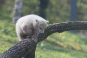 Eisbärzwillinge im Tierpark Hellabrunn