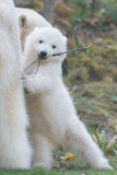 Eisbärzwillinge im Tierpark Hellabrunn