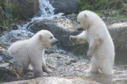 Eisbärzwillinge im Tierpark Hellabrunn