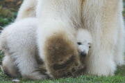 Eisbärzwillinge im Tierpark Hellabrunn