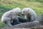 Eisbärzwillinge im Tierpark Hellabrunn