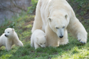 Eisbärzwillinge im Tierpark Hellabrunn