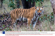 Paul Goldstein trains for epic British charity runs, Agra, India - 01 Mar 2014