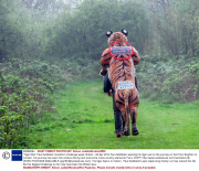 'Tiger Man' Paul Goldstein marathon challenge week, Britain - 06 Apr 2014