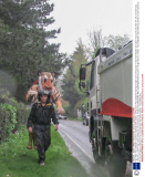 'Tiger Man' Paul Goldstein marathon challenge week, Britain - 06 Apr 2014