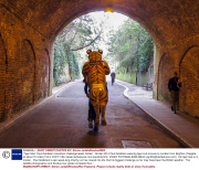 'Tiger Man' Paul Goldstein marathon challenge week, Britain - 06 Apr 2014